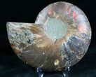 Cut and Polished Ammonite (Half) #7334-1
